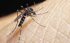Paraguay es el epicentro de los brotes de chikungunya 