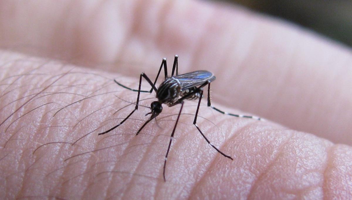 ¿Por qué el aumento de nuevos casos de chikungunya?
