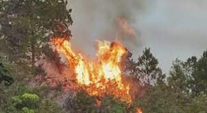 Incendio forestal en zona de Guayabal provoca grandes pérdidas 