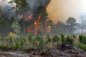 Denuncian haitianos incendian zonas boscosas en Punta Cana