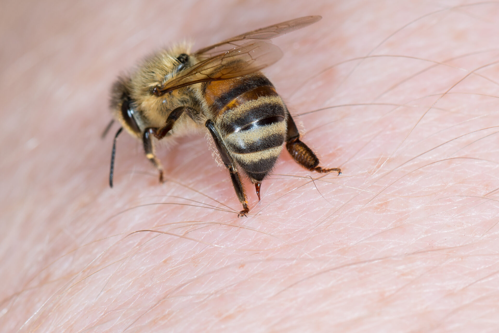Muere adolescente atacado por abejas en San Francisco de Macorís