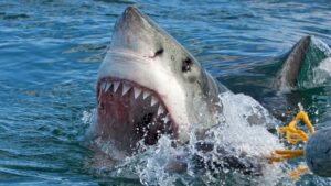 Dos adolescentes mutilados tras ataques de tiburones en Brasil