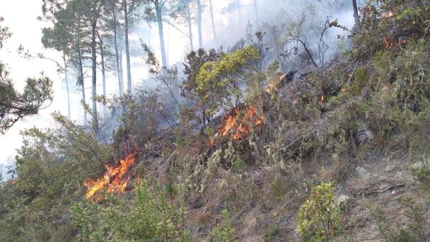 Incendio forestal en Valle Nuevo está controlado