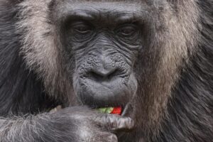 La gorila más vieja del mundo cumple 66 años en el zoológico de Berlín