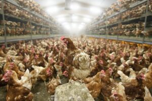 Notifican muerte de una mujer por gripe aviar H3N8 en China