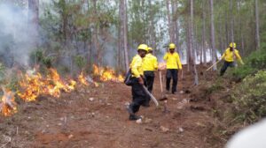 Medio Ambiente informa que por el momento no se registran incendios forestales en el país