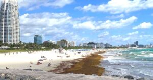 Propagación masiva de sargazo podría causar problemas de salud a asmáticos y bañistas del sur de Florida 