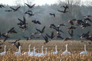 Cien especies de aves migratorias están en riesgo por el avance humano y el cambio climático 