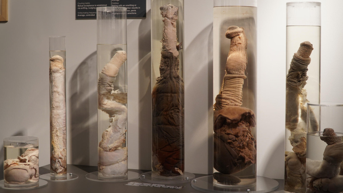 El museo del pene más completo