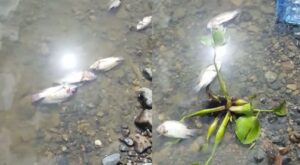 Hallan decenas de peces muertos en río Haina, en Manoguayabo