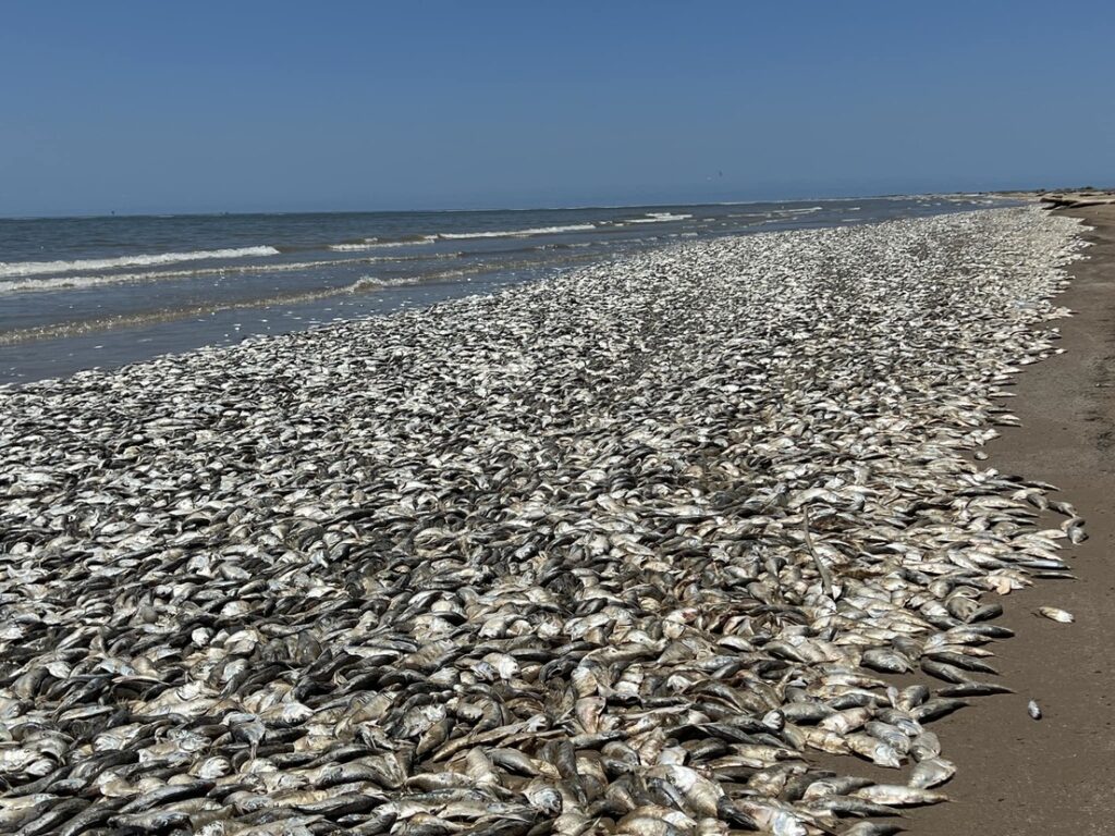 Miles de peces muertos aparecen en la costa de Texas