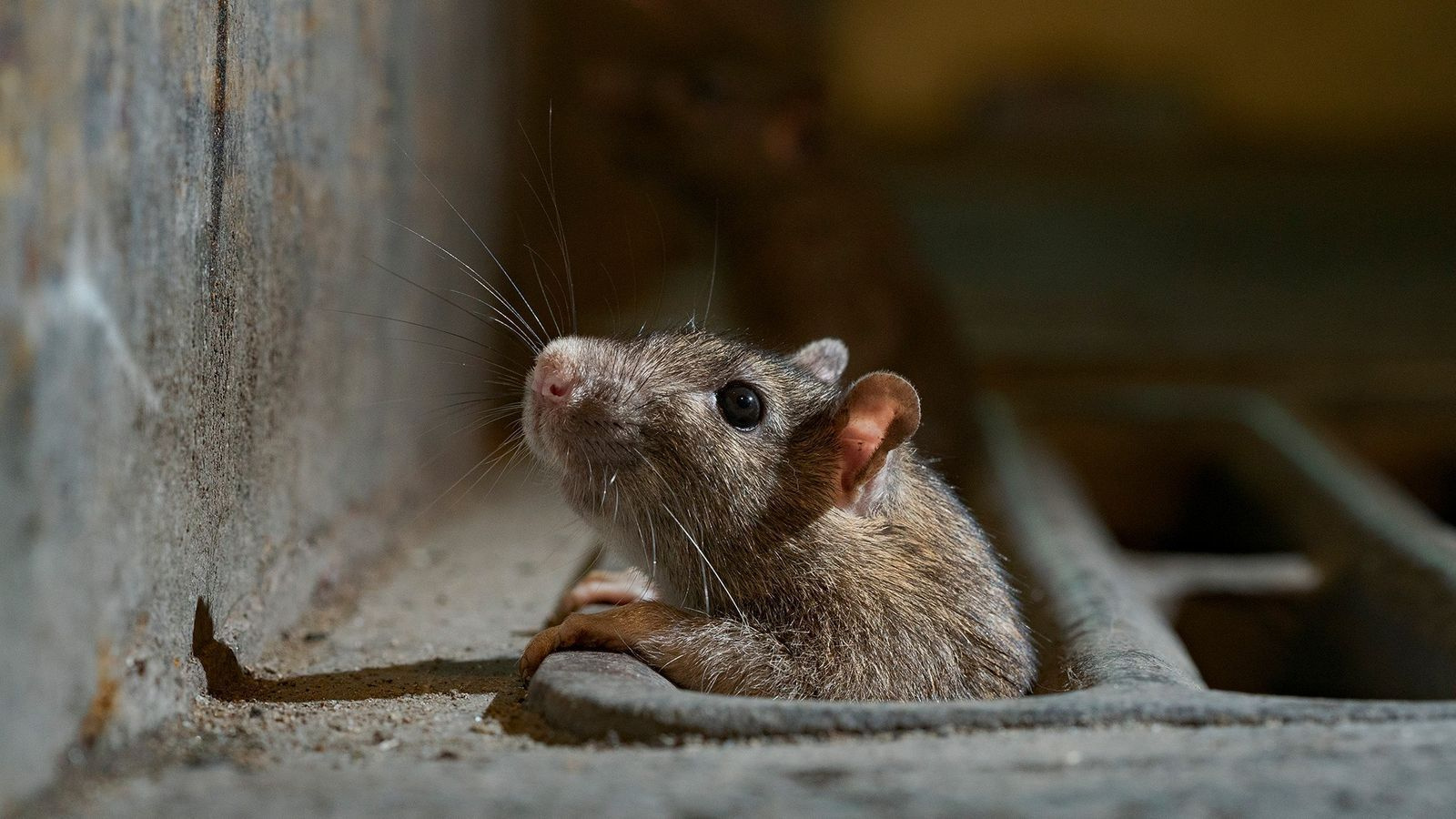 Alcaldía de París propone a los residentes "convivir" con las ratas