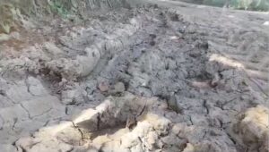 Productores de arroz temen pérdida total por caminos en mal estado en Dajabón
