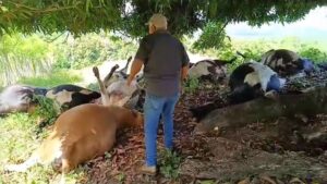 Descarga eléctrica mató a 17 vacas en comunidad de Dajabón