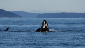 Aumento de enfermedades cutáneas de origen desconocido en orcas alarma a científicos  