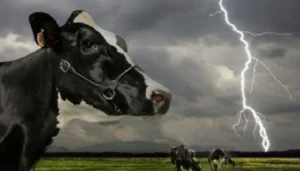 ¿Por qué no se debe comer carne de ganado muerto a causa de una tormenta eléctrica?