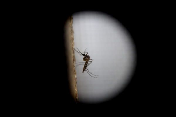En últimas cuatro semanas se reportan 1,663 casos de dengue