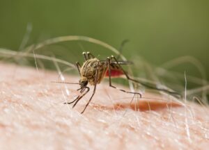 Salud Pública confirma segundo caso de malaria en el país; se trata de ciudadano español  