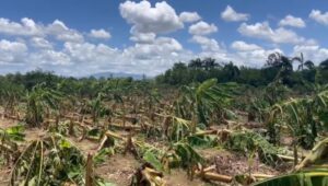 Ventarrón devastador deja en crisis a productores de plátanos en Los Castellanos