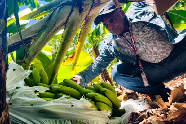 Inespre inicia compra de más de un millón de bananos a productores de Azua