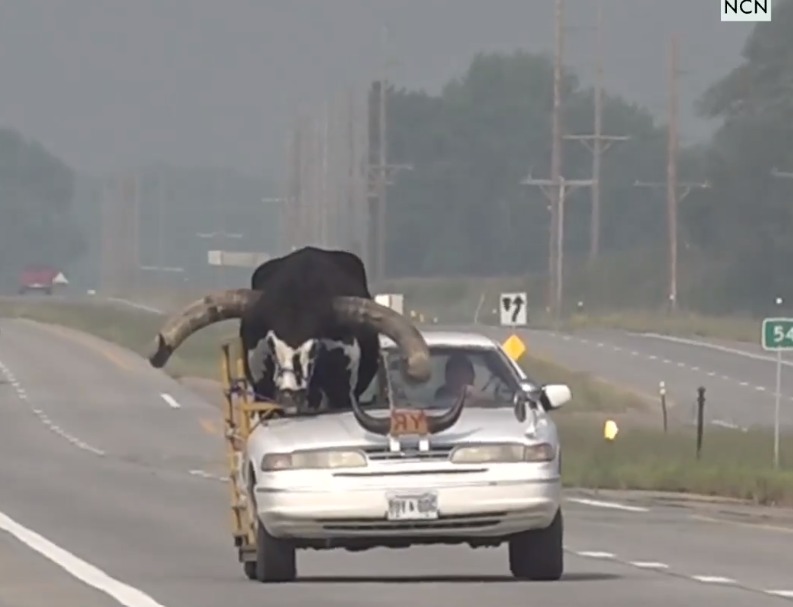 Detienen hombre que conducía acompañado de enorme toro Watusi en Inglaterra
