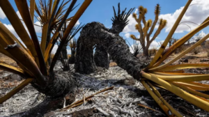 Bomberos luchan contra incendios forestales que amenazan “árboles de Joshua”