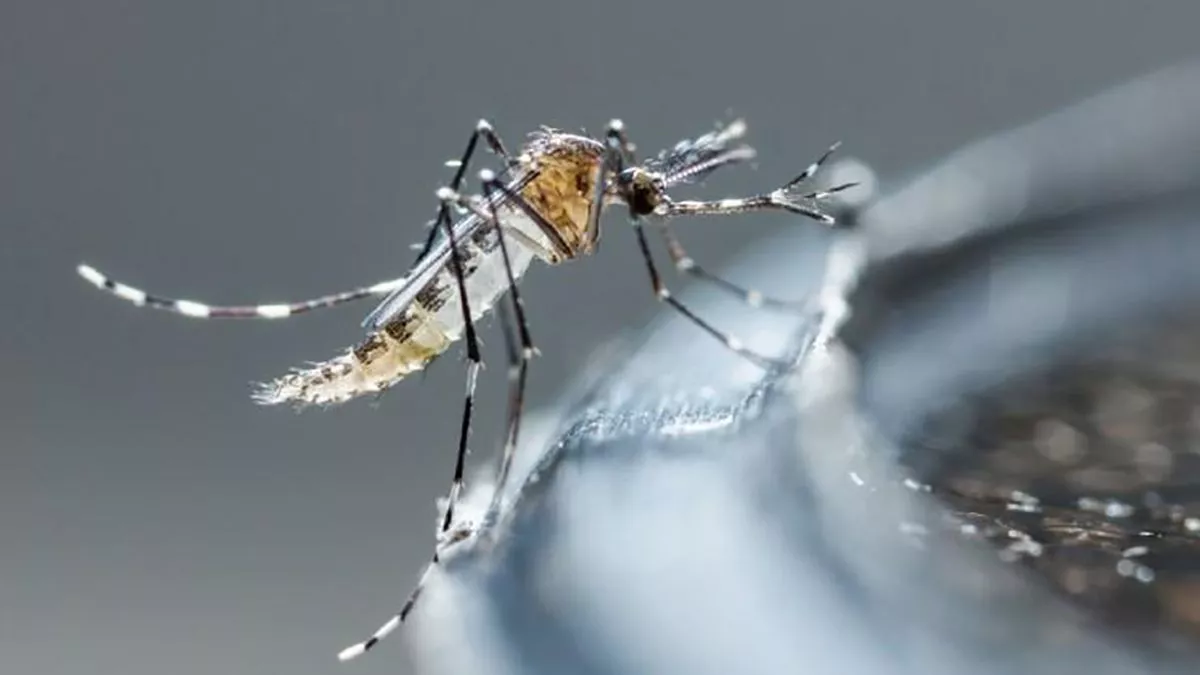 Declaran epidemia de dengue en la isla caribeña de Martinica