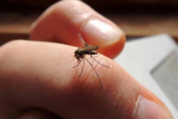 Hay 303 casos de dengue a nivel nacional, 177 corresponden al Gran Santo Domingo