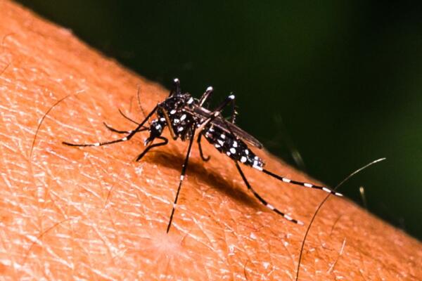 Aumenta propagación y muertes por dengue, se reportan 8,261 casos, 42% más que en 2022