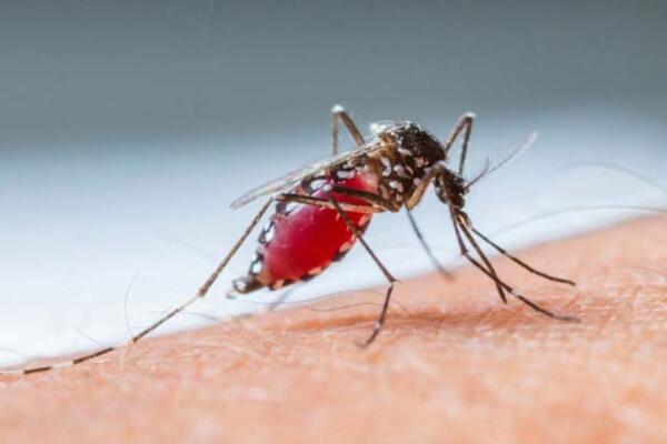 Denuncian brote de dengue barrio 27 de Febrero