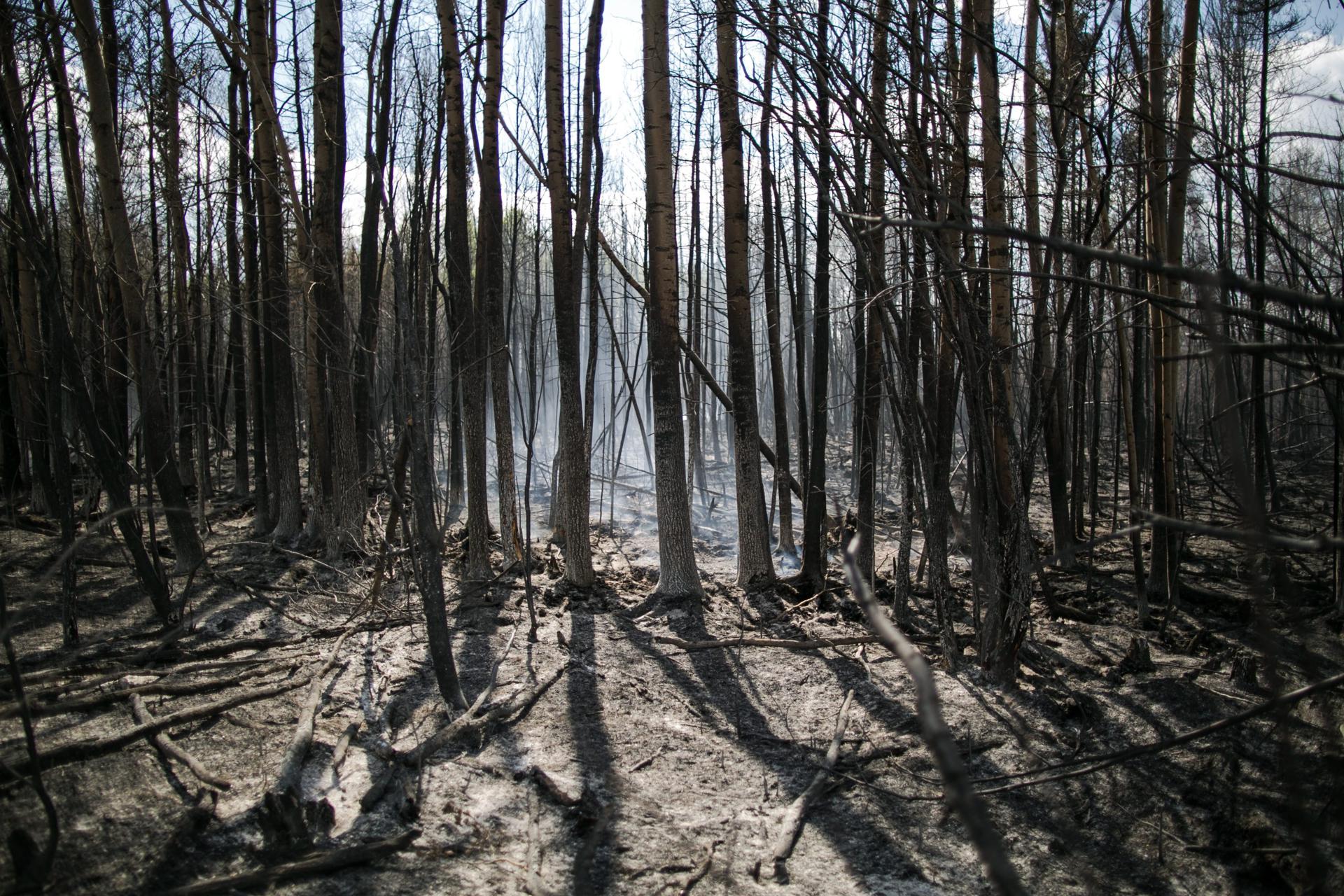 El hemisferio norte registra un récord de incendios forestales en la temporada de 2023