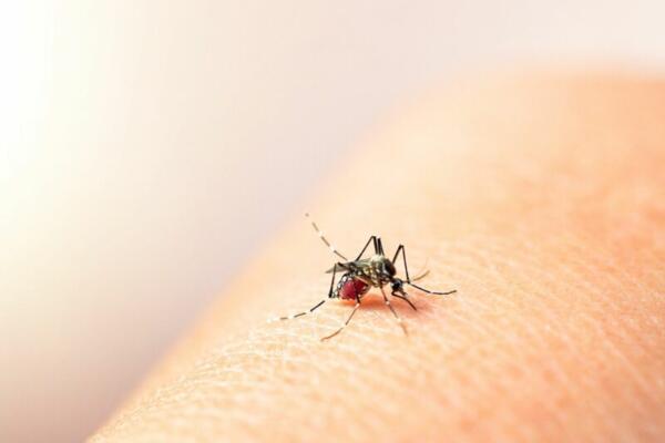 Ligera baja en el número de casos totales de pacientes ingresados por dengue