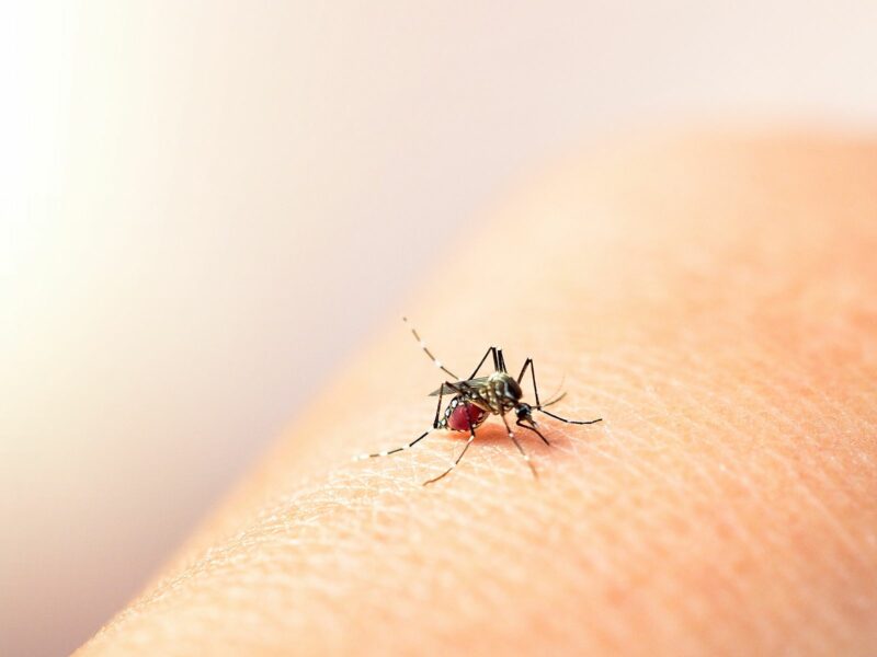 Ligera baja en el número de casos totales de pacientes ingresados por dengue