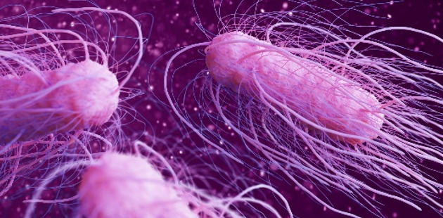 Una bacteria intestinal que contiene ácido sulfúrico nos protege contra la salmonella