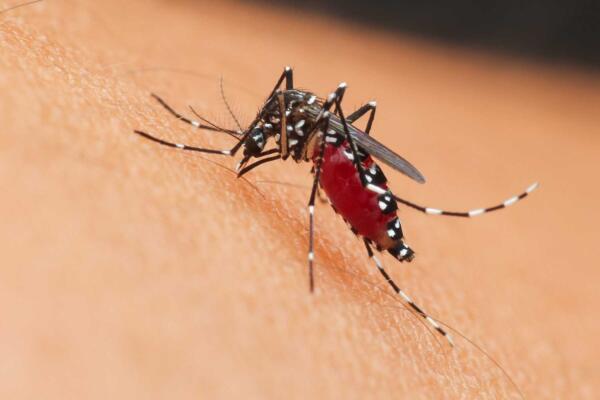 Salud Pública asegura en las dos últimas semanas casos de dengue han disminuido; van 8 mil 772 casos