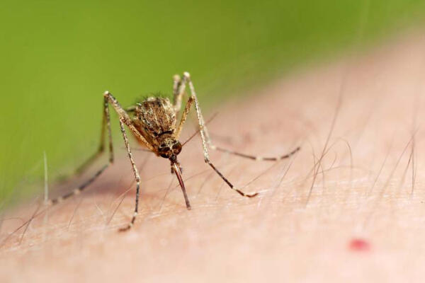 Colegio califica de crítica aumento de casos de dengue en el país