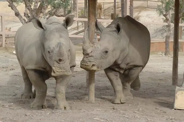 ¡Buenas noticias para la conservación de rinocerontes!