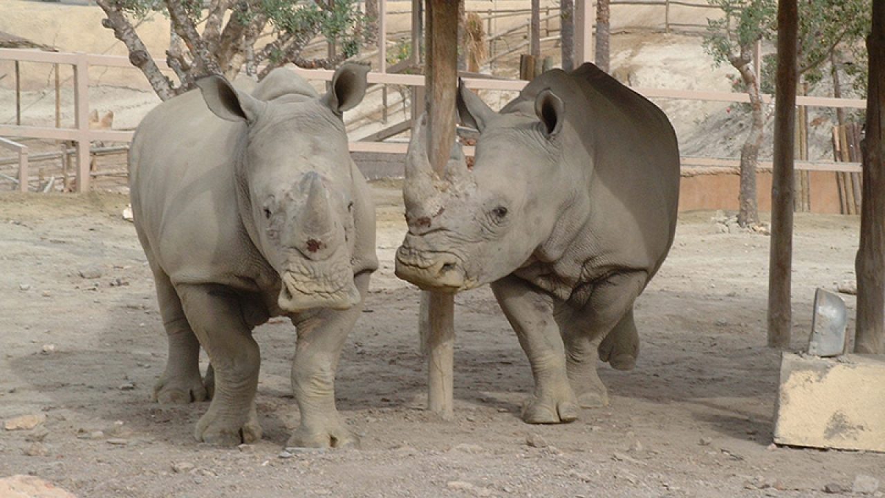¡Buenas noticias para la conservación de rinocerontes!