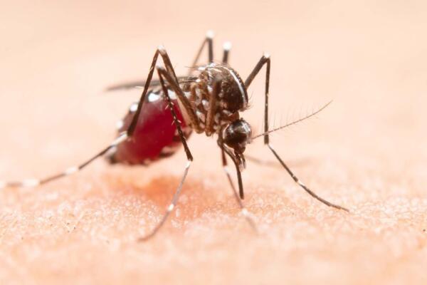 En RD en lo que va de año casos de dengue superan los 7 mil