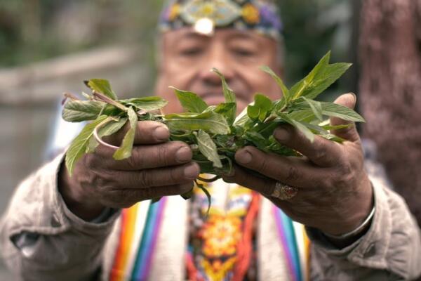 Bolivia priorizará la elaboración de medicamentos ancestrales