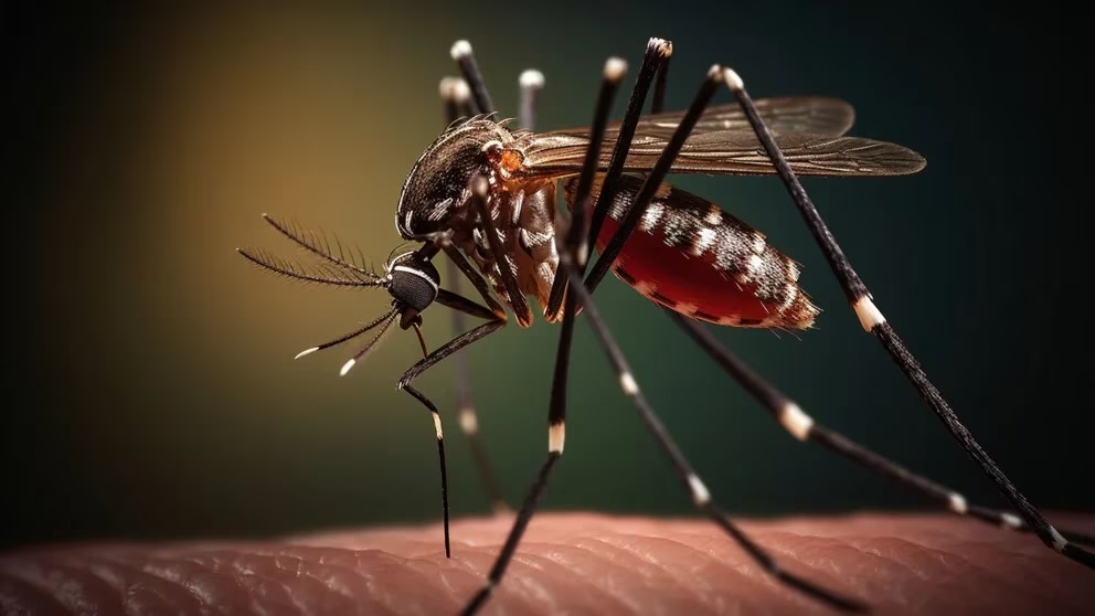 Autoridades de salud inician lucha contra el dengue en Hato Mayor