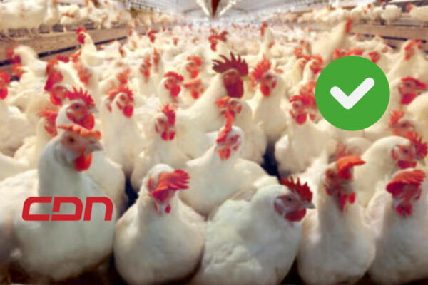 Granjas disponen de más de 700 mil gallinas listas para sacar