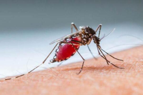 Autoridades continúan con operativos que buscan frenar el aumento de los casos de Dengue