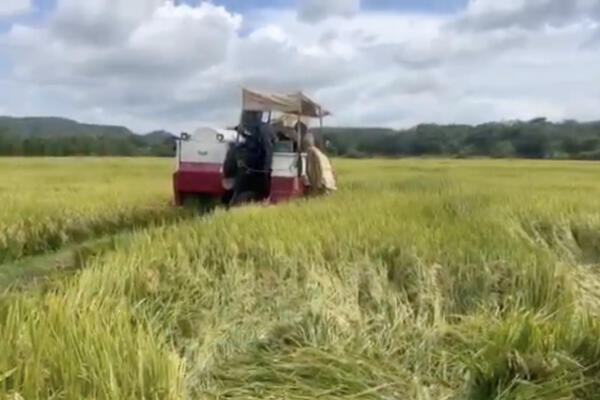 La nueva variedad de arroz tiene mayor rendimiento