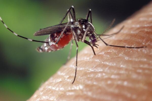 En Santo Domingo Oeste están preocupados por los casos de dengue