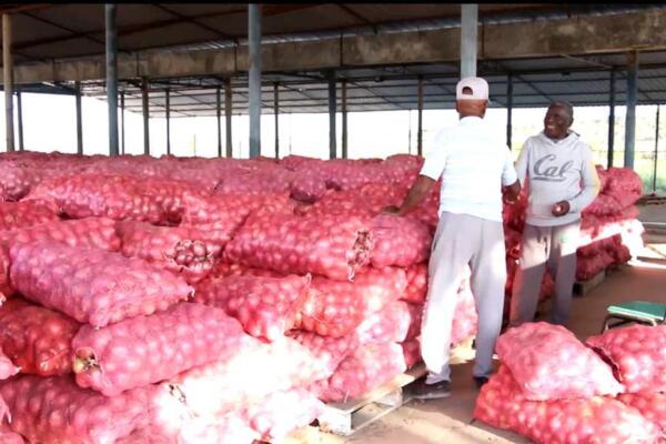 Productores de cebollas alegan estar en quiebra por pagos atrasados de parte de Agricultura