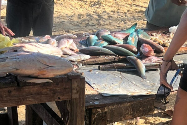 Pese a prohibición, sigue la venta de pez loro en Las Terrenas