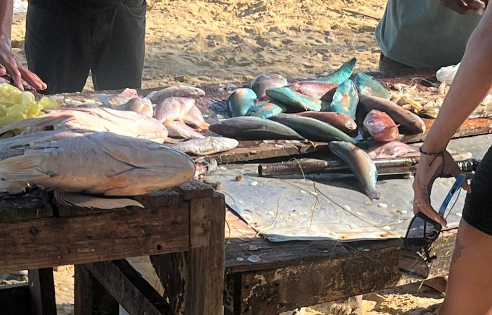 Pese a prohibición, sigue la venta de pez loro en Las Terrenas
