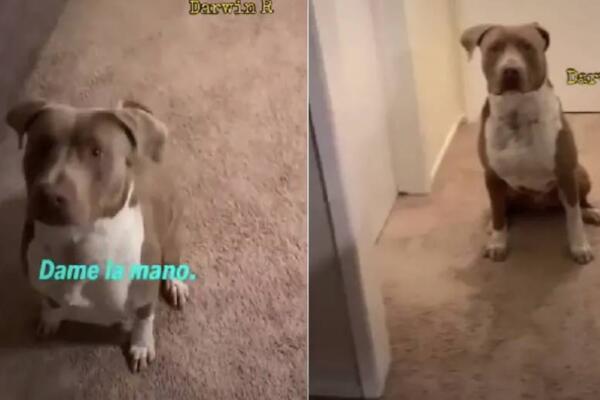 Perrito viral obedece solo en español a su dueño estadounidense