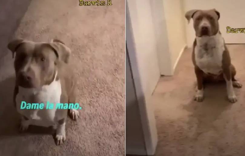 Perrito viral obedece solo en español a su dueño estadounidense